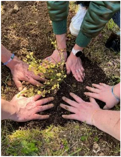 Plusieurs mains tassent la terre autour d’un jeune arbuste aux feuilles jaune-vert.